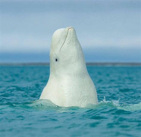 beluga whale with knees <code> Martineau’s lab performed necropsies from 1983 and 2012, between 18 – 20 percent of the adult whales exhibited cancer (Martineau et al</code>